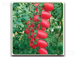 �ۼ���-���ҷ��ѷN��-�|�Z�r(n��ng)�I(y��)