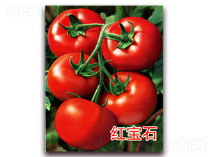 �t��ʯ-�t�����ѷN��-�|�Z�r(n��ng)�I(y��)