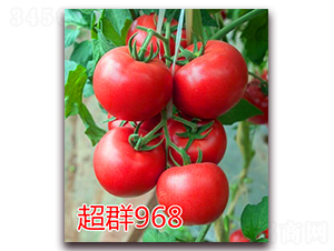 ��Ⱥ968-�۹����ѷN��-�|�Z�r(n��ng)�I(y��)