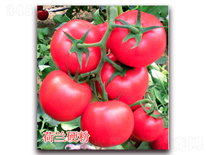 ���mӲ��-�۹����ѷN��-�|�Z�r�I(y��)