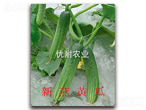 �����S��-�S�ϷN��-��(y��u)���r(n��ng)�I(y��)