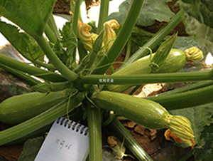 ��(y��u)����̖-�����J�N��-��(y��u)���r�I(y��)