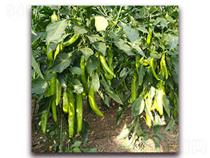 㑄�14-�����N��-� ��r�I(y��)