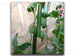 ��������568-�S�ϷN��-� ��r(n��ng)�I(y��)