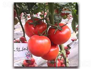 � ��t1860-���ѷN��-� ��r(n��ng)�I(y��)