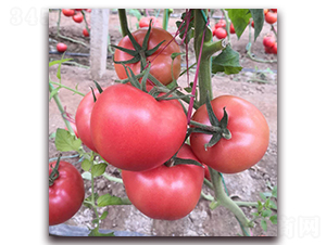 � �9-���ѷN��-� ��r�I(y��)