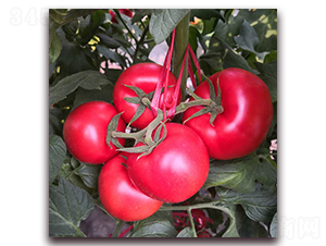 ��ؐ��3-���ѷN��-� ��r(n��ng)�I(y��)