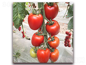 ��?t��ng)��?���ѷN��-��?t��ng)��r(n��ng)�I(y��)