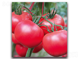 ��ؐ��-���ѷN��-� ��r�I(y��)