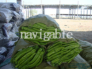 ������(l��i)-�⽷�N��-����