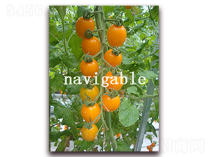 �Sؐ��-���ҷ��ѷ��ѷN��-����