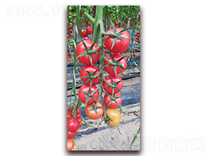 Y01-��TY���ҷ��ѷN��-����