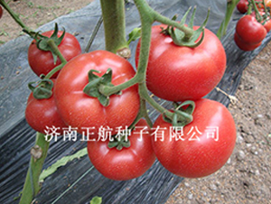 ���S��̖(h��o)-�۹����ѷN��-����