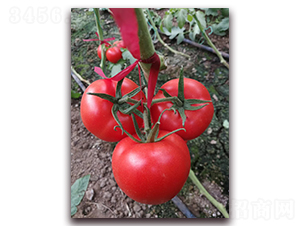 �ط�801-�۹����ѷN��-����