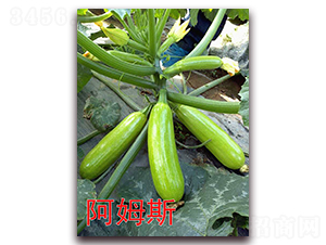 ��ķ˹-�����J�N��-�f���r(n��ng)�I(y��)