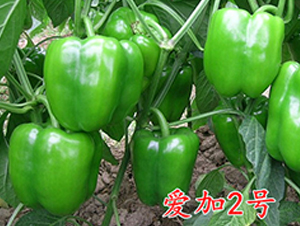 ��(��i)��2̖(h��o)-�����N��-�f(w��n)���r(n��ng)�I(y��)