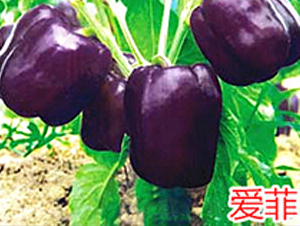 ��(��i)��-�����N��-�f(w��n)���r(n��ng)�I(y��)