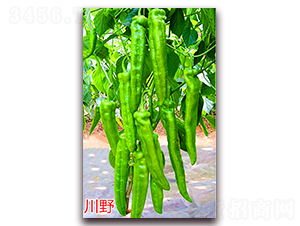 ��Ұ-�����N��-�f(w��n)���r(n��ng)�I(y��)