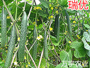 ����(y��u)-�S�ϷN��-�f���r(n��ng)�I(y��)