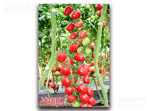 ��(zh��n)���t-����С���t���N��-�f���r(n��ng)�I(y��)