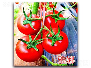 ����-�t�����ѷN��-�f���r(n��ng)�I(y��)