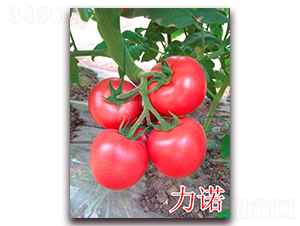 ���Z-�۹����ѷN��-�f���r(n��ng)�I(y��)