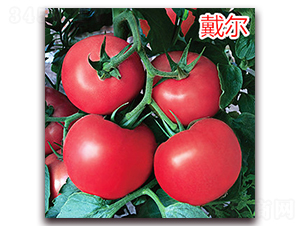 ����-�۹����ѷN��-�f���r(n��ng)�I(y��)