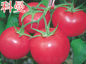 ����-�۹����ѷN��-�f���r(n��ng)�I(y��)