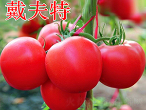 ������-�۹����ѷN��-�f(w��n)���r(n��ng)�I(y��)