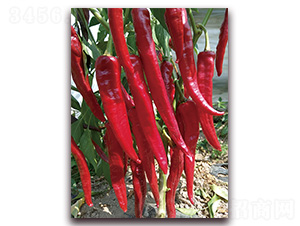 �M���t23̖(h��o)-�����N��-�t�l(f��)�N�I(y��)