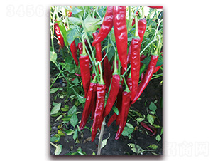 �M���t2̖(h��o)-�����N��-�t�l(f��)�N�I(y��)