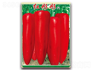 �tͮͮ-�����N��-�t�l(f��)�N�I(y��)