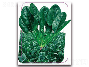 ����һ̖(h��o)-���˷N��-����(y��u)�r(n��ng)�I(y��)