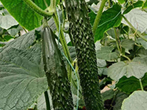 ����A��-�S�ϷN��-���N�I(y��)