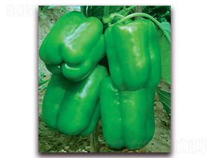 �S�����-�����N��-(li��n)�S�N�I(y��)