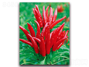 ӳ��t-���콷�N��-(li��n)�S�N�I(y��)