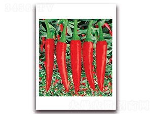 �n����������-���콷�N��-(li��n)�S�N�I(y��)