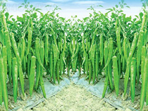 (li��n)�S����-�⽷�N��-(li��n)�S�N�I(y��)