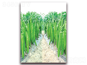 ������-�⽷�N��-(li��n)�S�N�I(y��)