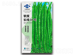 軟皮長(zhǎng)線10號(hào)-線椒種子-正湘種業(yè)