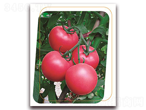 ���з�һ̖(h��o)-���ѷN��-����(y��u)�r(n��ng)�I(y��)