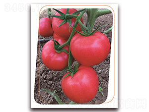 ���з���̖(h��o)-���ѷN��-����(y��u)�r(n��ng)�I(y��)