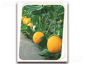 ɭ����-��ϷN��-����(y��u)�r(n��ng)�I(y��)