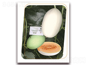 ��ѩ��t-��ϷN��-����(y��u)�r(n��ng)�I(y��)