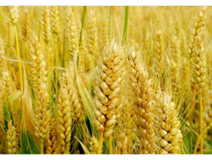 ��������9817-�S�ǷN�I(y��)