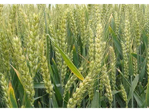 ����ɽ�r(n��ng)19-�S�ǷN�I(y��)