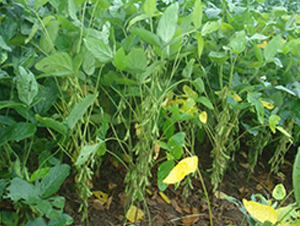 �ƶ�7̖(h��o)-�󶹷N��-�A��