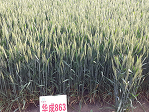 �A��863-С���N��-�A��