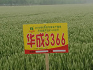 �A��3366-С���N��-�A��