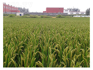 ���S7̖(h��o)������-�SԴ�N��